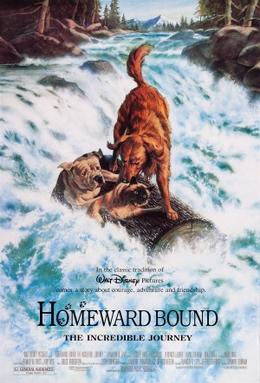 Homeward Bound: the Incredible Journey (1993) - Movies to Watch If You Like Lady and the Tramp (2019)